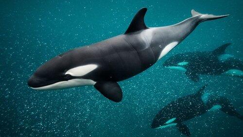 Orca Dynasty Orca Dynasty