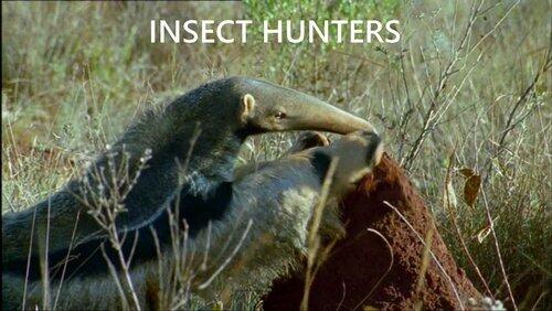 Insect Hunters Insect Hunters