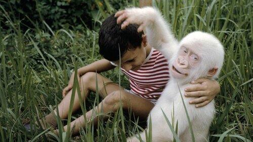 Snowflake: The White Gorilla Snowflake: The White Gorilla