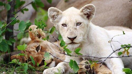 The White Lions The White Lions