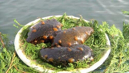 Sea Cucumber Sea Cucumber