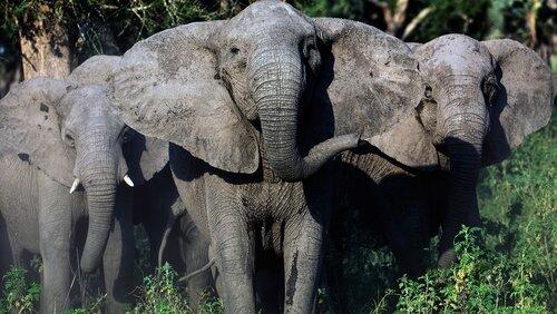 Elephant Whisperer Elephant Whisperer