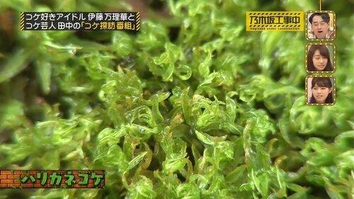 Ito Marika Moss Inquiry Ito Marika Moss Inquiry