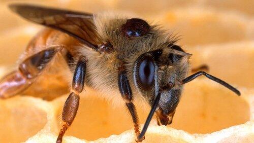 Silence of the Bees Silence of the Bees