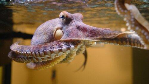 Octopus: Making Contact Octopus: Making Contact