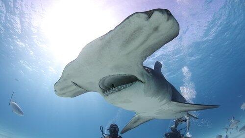 Man vs Shark Man vs Shark