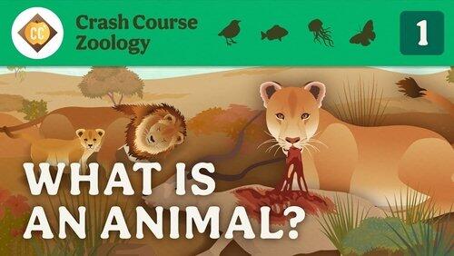 What is an Animal? What is an Animal?