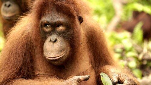 King of the Jungle King of the Jungle