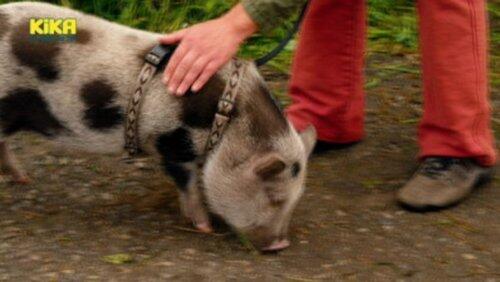 Schwein - Die superschlaue Mini-Sau Schwein - Die superschlaue Mini-Sau