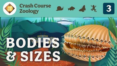 Diversity of Bodies & Sizes (but mostly crabs) Diversity of Bodies & Sizes (but mostly crabs)
