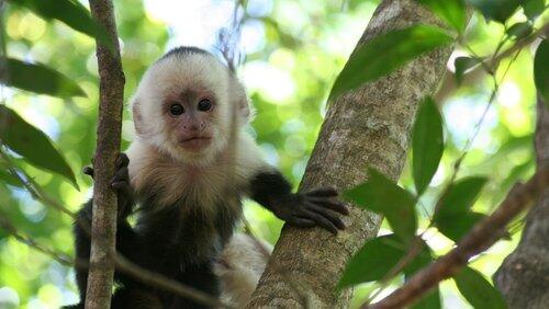Clever Monkeys Clever Monkeys