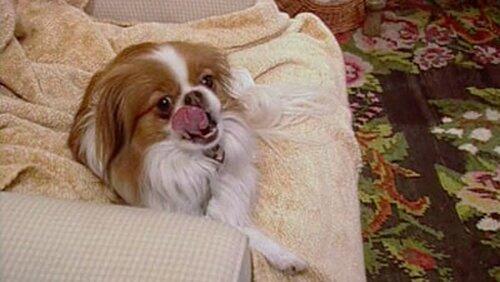 Bark at the Moon Bark at the Moon