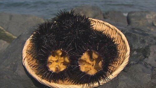 Sea Urchin Sea Urchin
