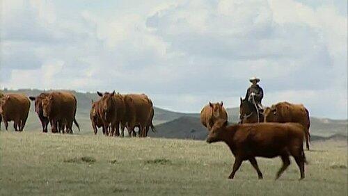 Cowboy Tech Cowboy Tech