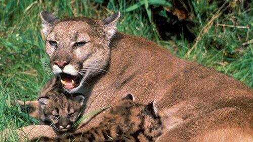 Trail of the Cougar Trail of the Cougar