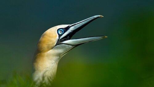 Seabirds Seabirds