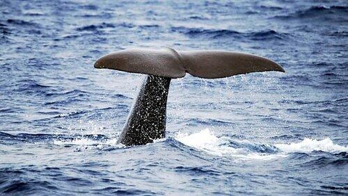 Sperm Whales: Back from the Abyss Sperm Whales: Back from the Abyss