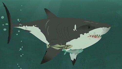 Stuck on Sharks Stuck on Sharks