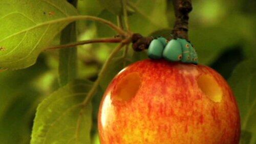 love apple love apple