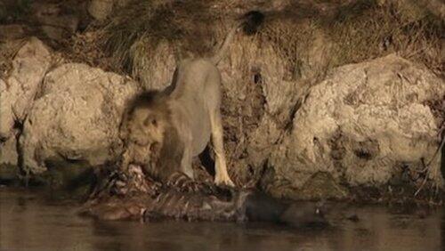 The Last Lions of India The Last Lions of India