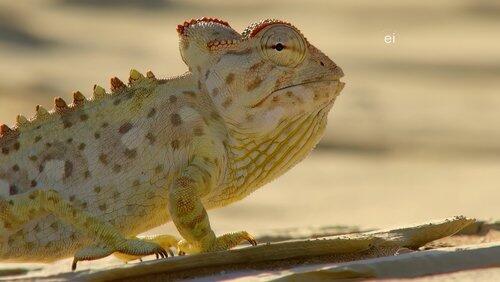 Bizarre Beasts Bizarre Beasts