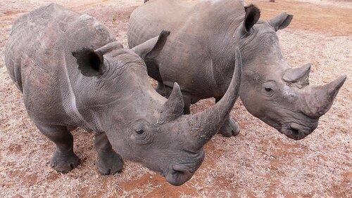 Endangered Endangered