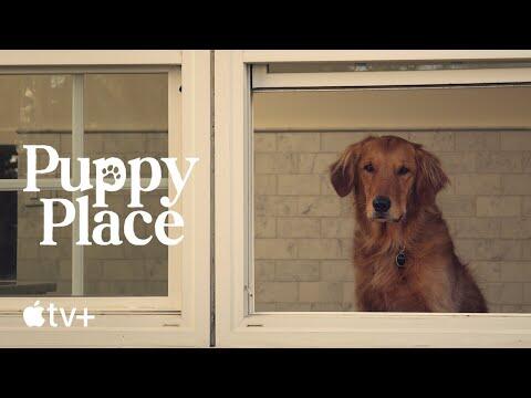 Goldie the Golden Retriever