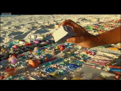 Albatrosses Swallow Plastic Waste | Hawaii: Message in the Waves | BBC Earth