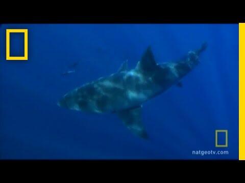 A Long, Strange Shark Trip | National Geographic