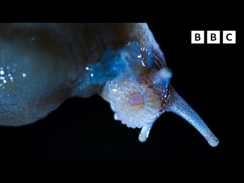 Shocking slug mating Clip #1