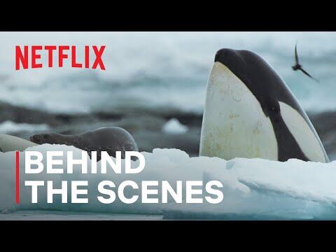 Killer Whale Showdown