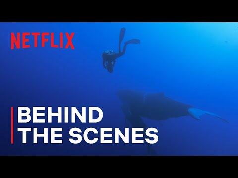 Filming Magnificent Humpback Whales