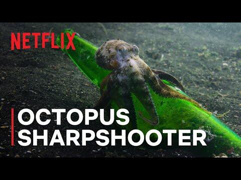 Octopus Sharpshooter