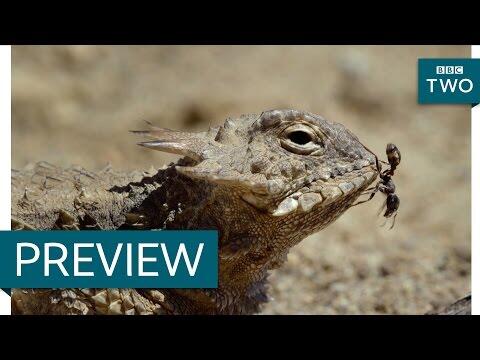 Horned Lizard feeds on toxic ants - Wild West: America's Great Frontier: Episode 1 Preview - BBC Two