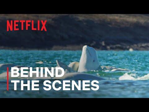 Underwater World of Beluga Whales