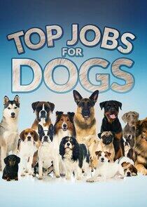 Top Jobs for Dogs Top Jobs for Dogs