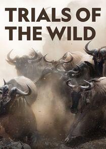 Trials of the Wild Trials of the Wild