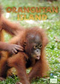 Orangutan Island Orangutan Island