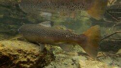 I gytebekken etter ørret I gytebekken etter ørret