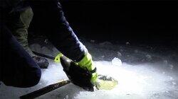 Fiskedrøm og kjempefisk Fiskedrøm og kjempefisk