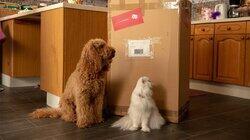 Waffle's Rehearsal Waffle's Rehearsal