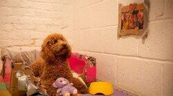 Waffle at the Kennels Waffle at the Kennels