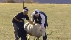 I'm the Sheep Whisperer I'm the Sheep Whisperer