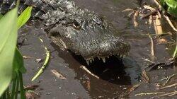 Mud Gator Attacks Mud Gator Attacks