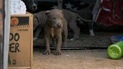 Pups in Peril Pups in Peril