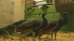 Fowl Play Fowl Play