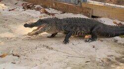 Lone Star Gators Lone Star Gators