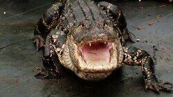 Horse-Devouring Gator Horse-Devouring Gator