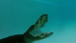 Paint You Later, Alligator Paint You Later, Alligator