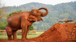 Love & Elephants Love & Elephants